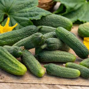 Cornichon Vert Petit de Paris - Légumes d'Autrefois